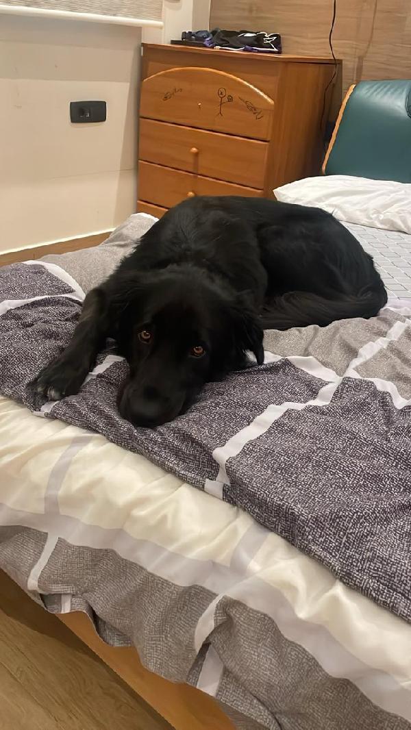 Blackie, Simil Flat Coat Retriever